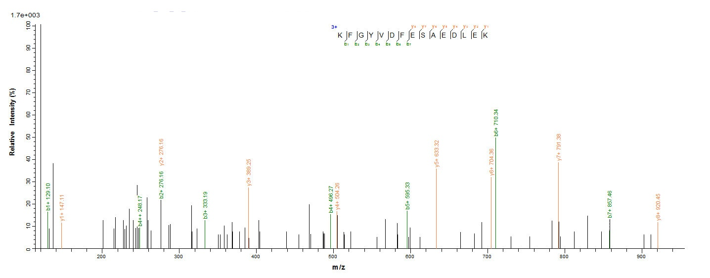 Human NCL protein