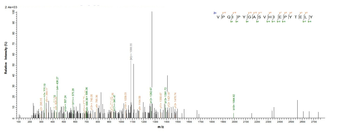 Mouse Nid1 protein