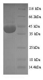 Rat Nox4 protein