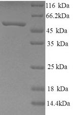 Human NPFFR2 protein
