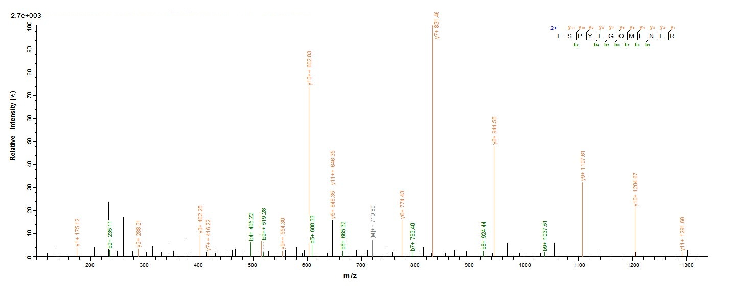 Human PRAME protein