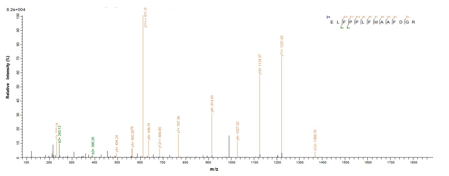 Human PRAME protein