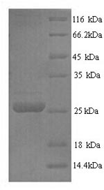 Pig Trypsin protein