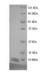 Mouse Psca protein