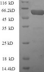 Human PZP protein
