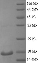 Mouse Reg3g protein