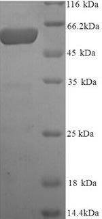 Human PMEL protein