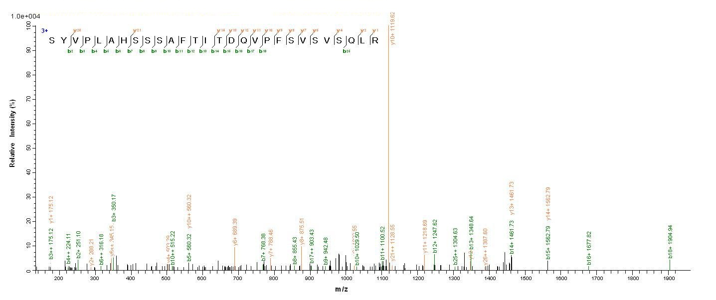 Human PMEL protein