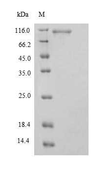 Human STAT3 protein