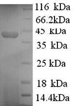 Human SYN1 protein