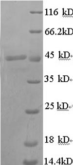 Pig TCN1 protein