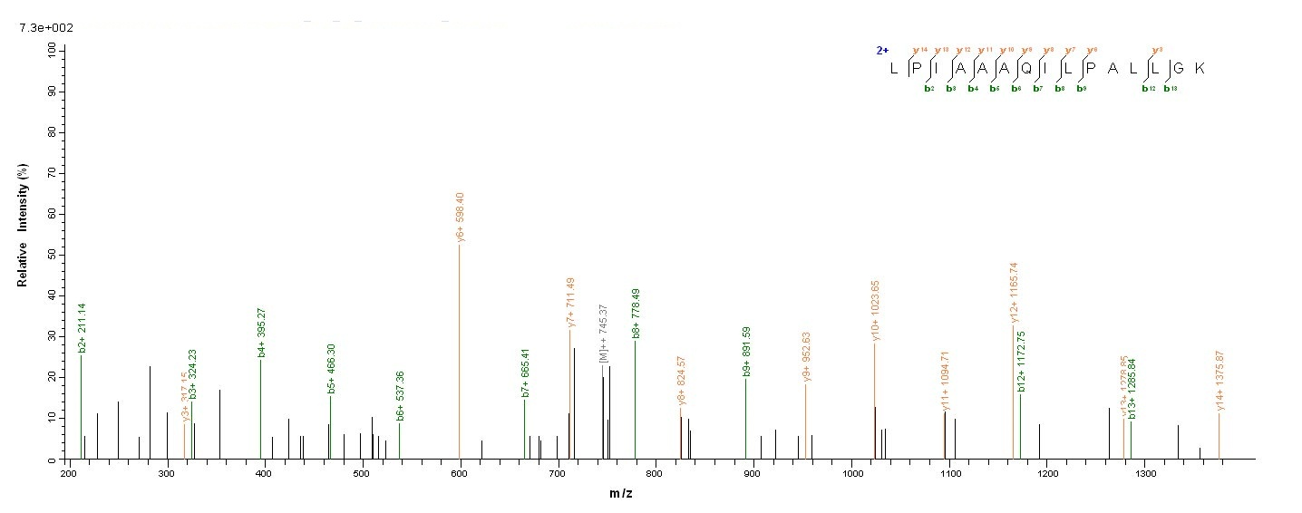 Pig TCN1 protein