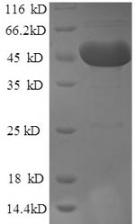 Mouse Tdo2 protein