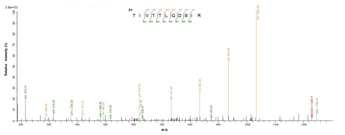 Mouse Thbs1 protein