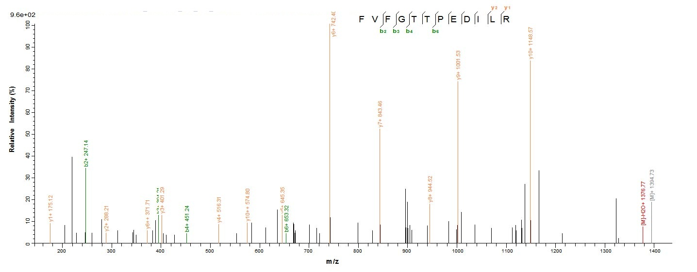 Mouse Thbs1 protein