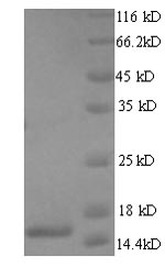 Human TRAC protein