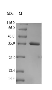 Human VGLL3 protein