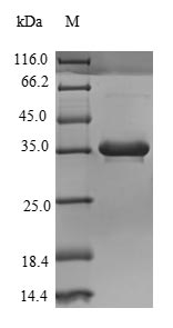 Human C4B protein