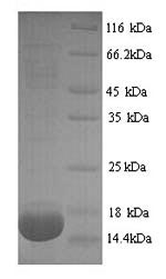 Rat Pla2g2a protein