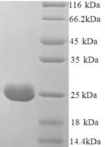Chicken Riboflavin-binding protein