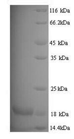 Mouse Mup8 protein