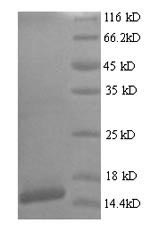Human E7 protein