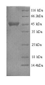 E. coli pntA protein