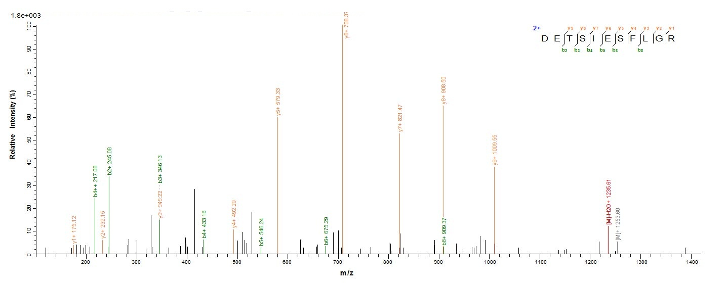 Human VP1 protein