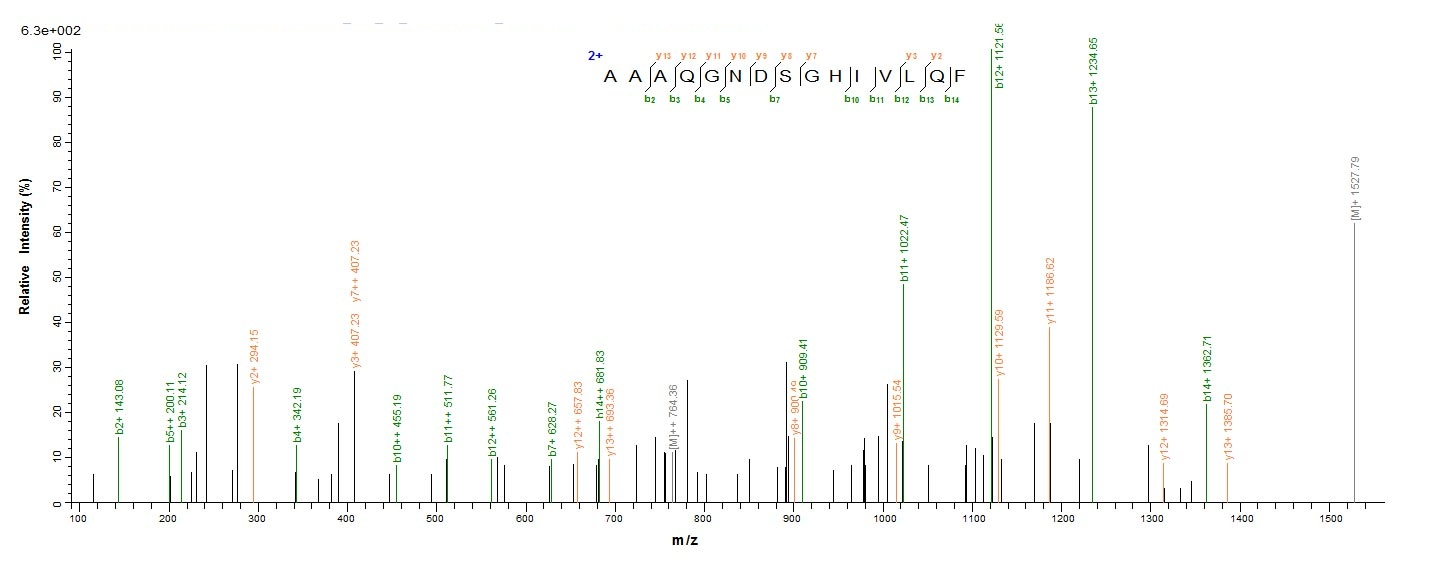 Human VP1 protein