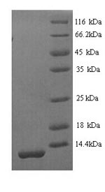 Mouse Spink3 protein