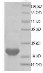 Human E6 protein