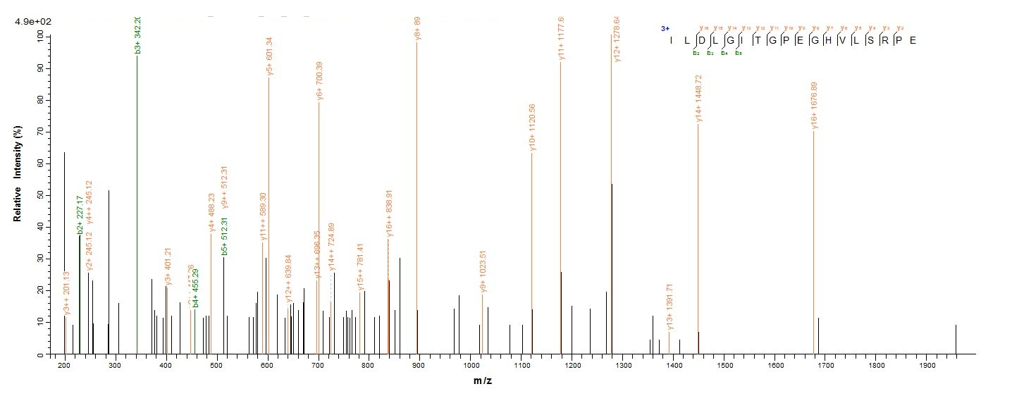 Human DPYSL2 protein