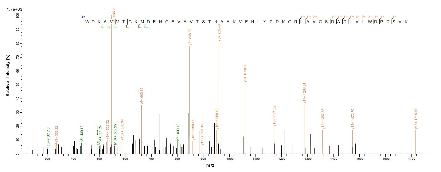 Human DPYSL2 protein