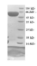 Human CRMP1 protein