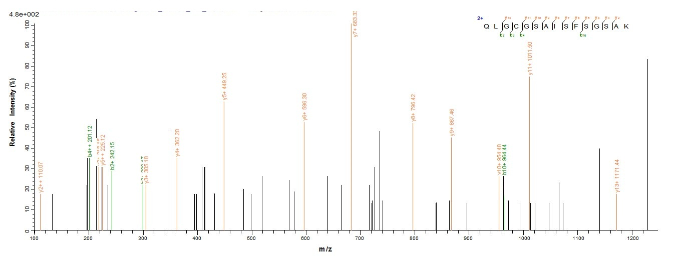Mouse Cd163 protein