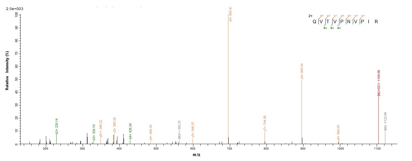 Bovine ADIPOQ protein
