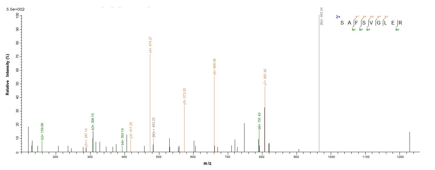 Bovine ADIPOQ protein