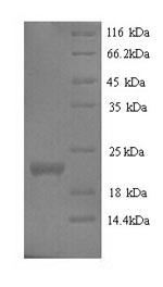 Mouse Ifne protein