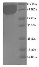 Mouse GT-1 protein