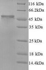 Human LMAN1L protein