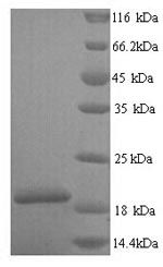 Human PLA2G12A protein