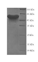 Mouse Lrrn6a protein