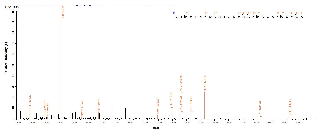 Human DLL3 protein