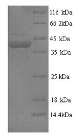 Mouse Flii protein