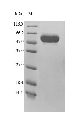 Human MINPP1 protein