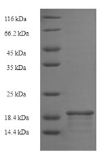 Rat Batf3 protein