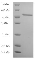 Human CNTNAP1 protein