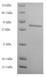 Human ISX protein