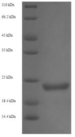 E.coli stxB protein