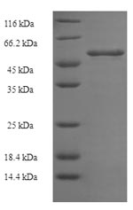 E.coli MDR1 protein